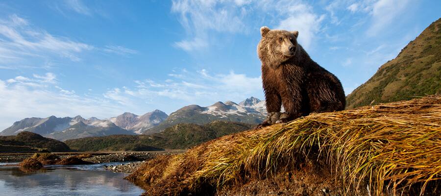 Katmai National Park is known for its many brown bears and salmon.
